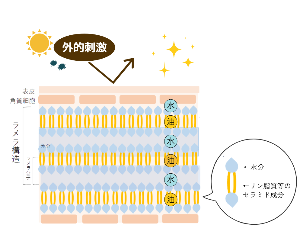 ラメラ構造が整った肌